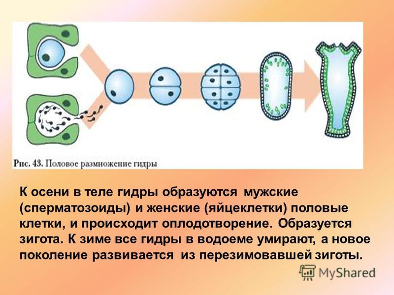 Кракен маркетплейс что это